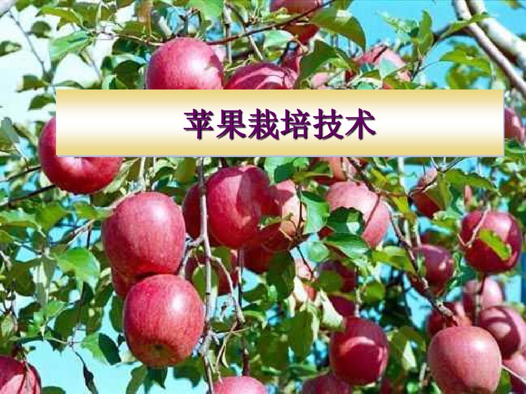 苹果种植技术分类
